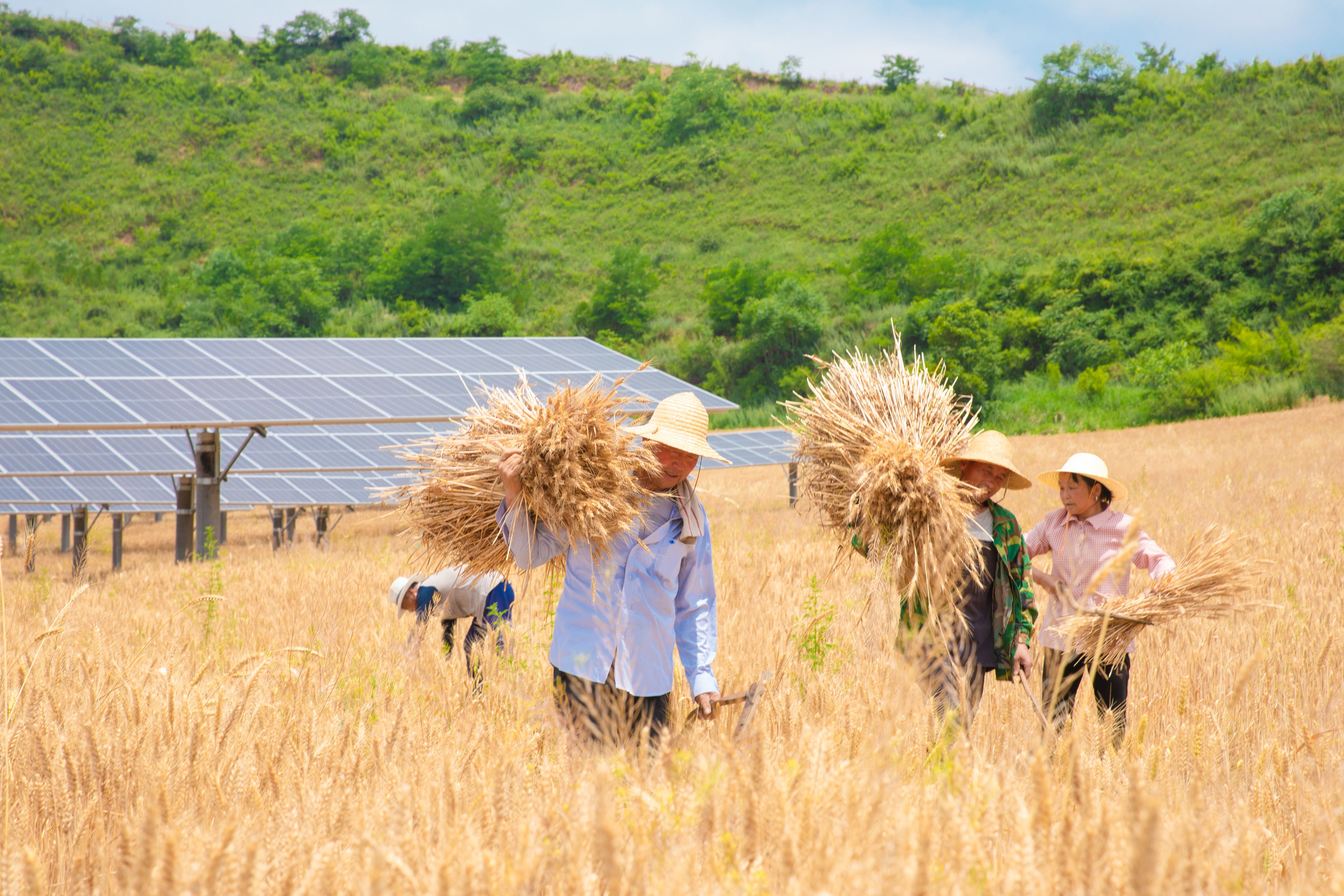 不朽情缘林光互补一体化计划 - 墟落振兴