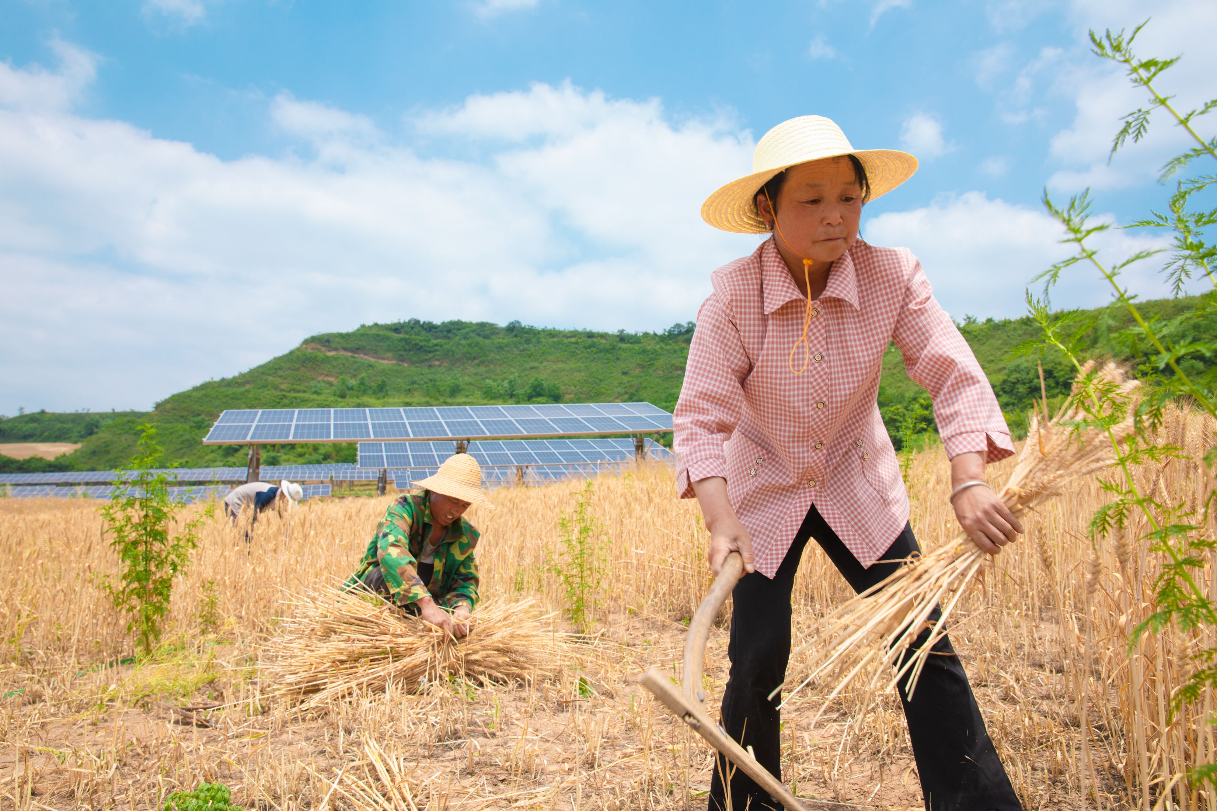 不朽情缘农光互补一体化计划 - 增添农业竞争力