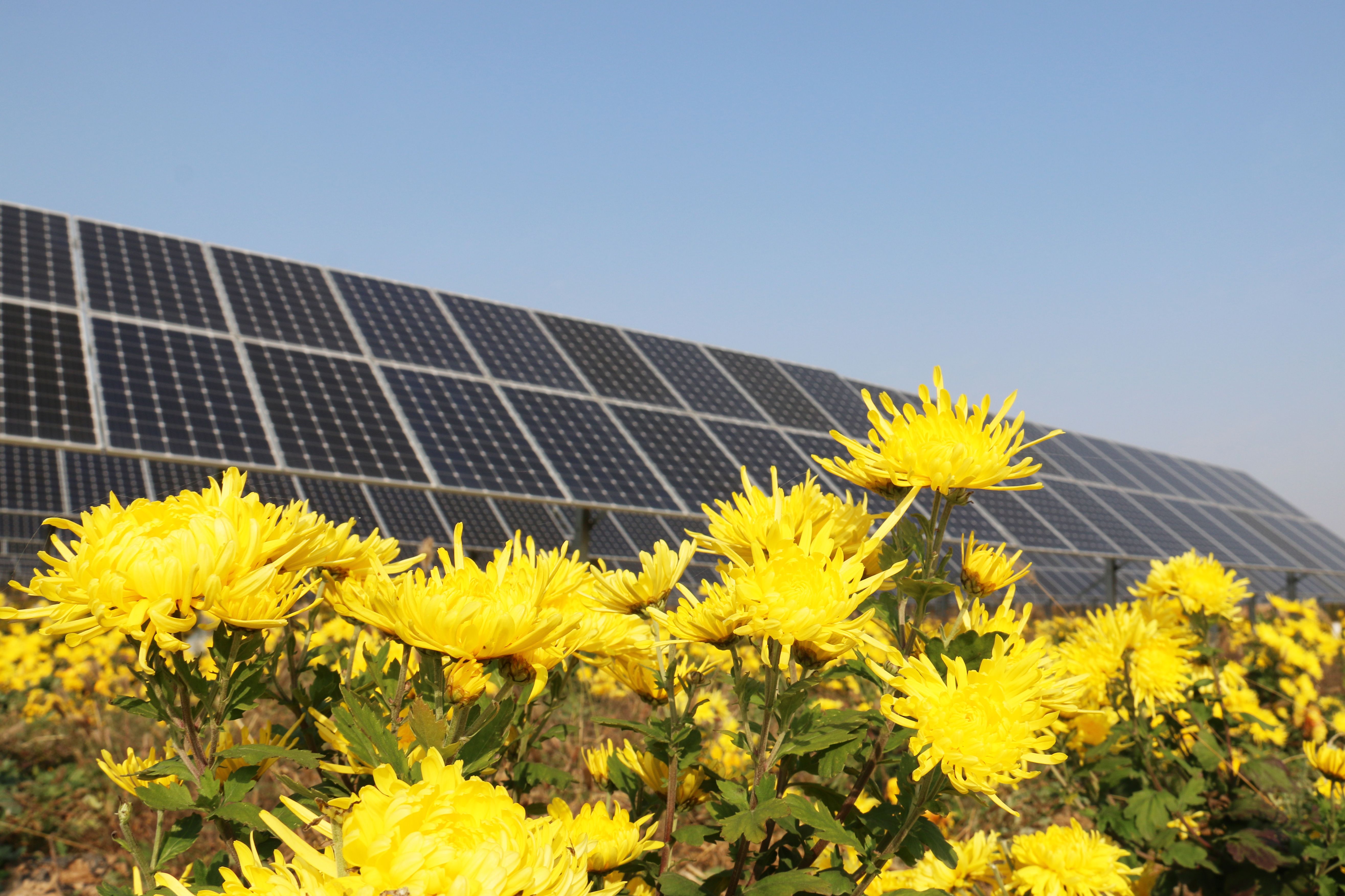 不朽情缘牧光互补一体化计划 - 提升畜牧数字化水平